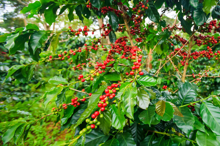rote Früchte an den Arabica Kaffepflanzen auf dem Bolaven Plateau