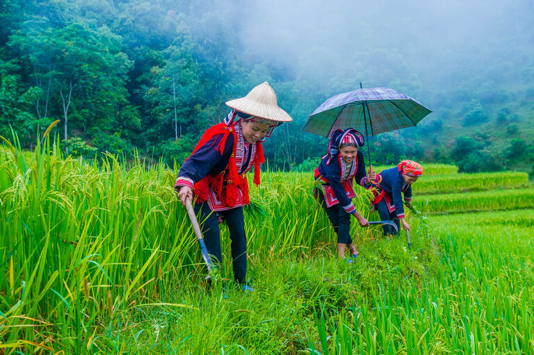 Hmong Frauen bei der Feldarbeit